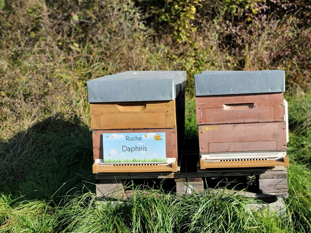 La ruche Daphnis