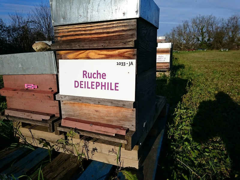 La ruche Deilephile