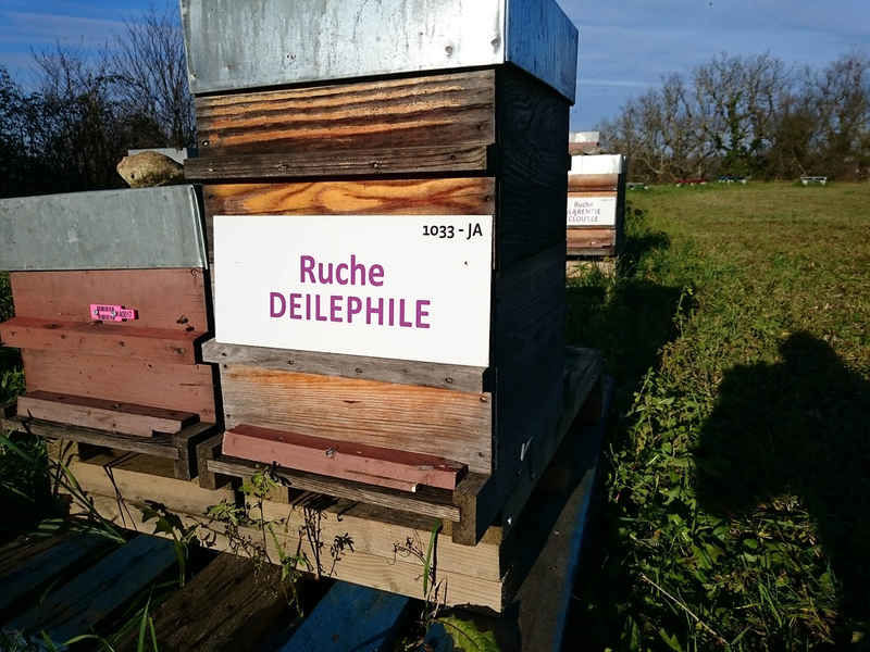 La ruche