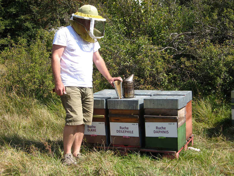 La ruche Deilephile