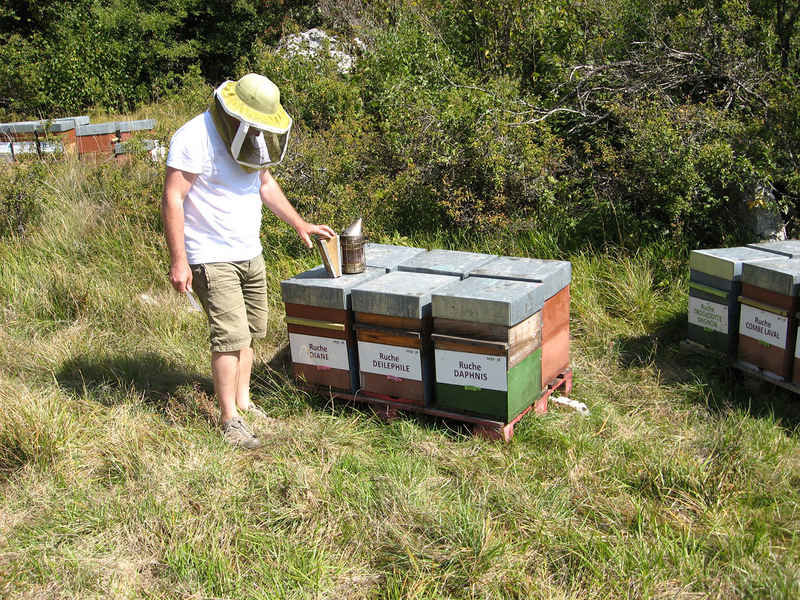 La ruche Deilephile