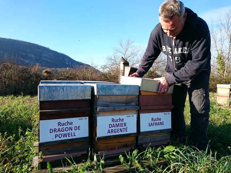 La ruche Dragon de powell