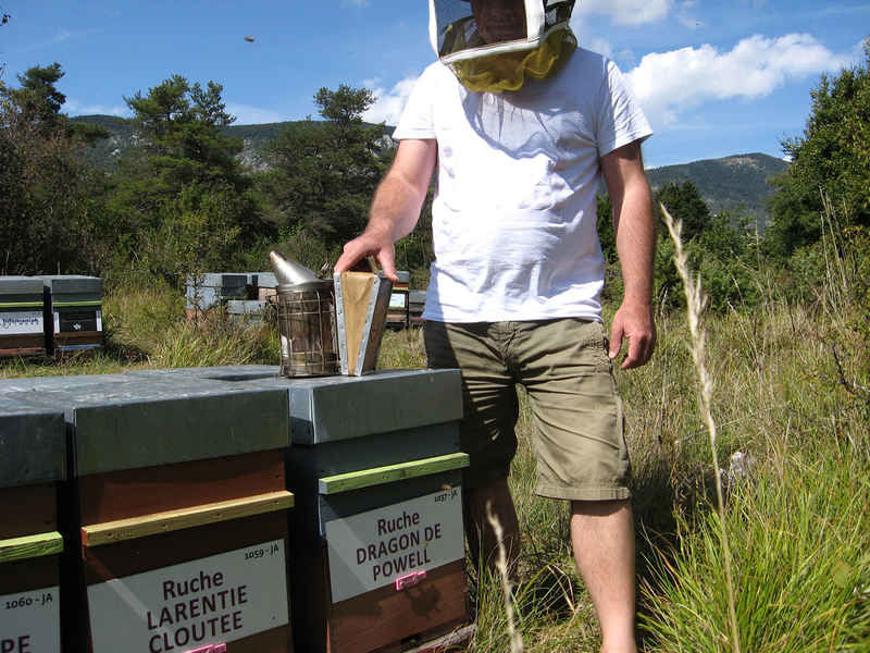 La ruche Dragon de powell