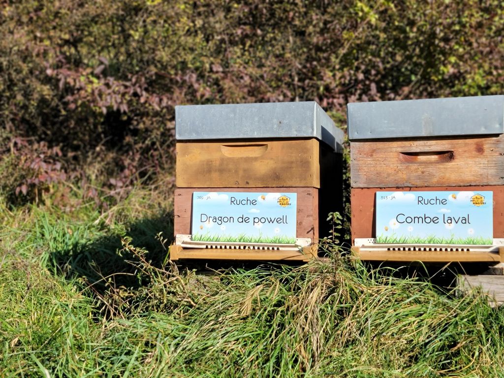 La ruche Dragon de powell