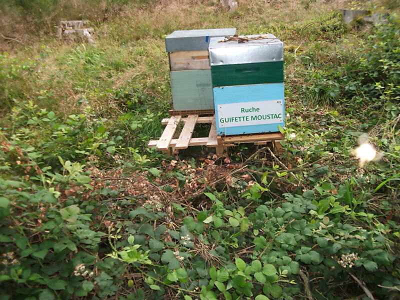 La ruche Guifette moustac