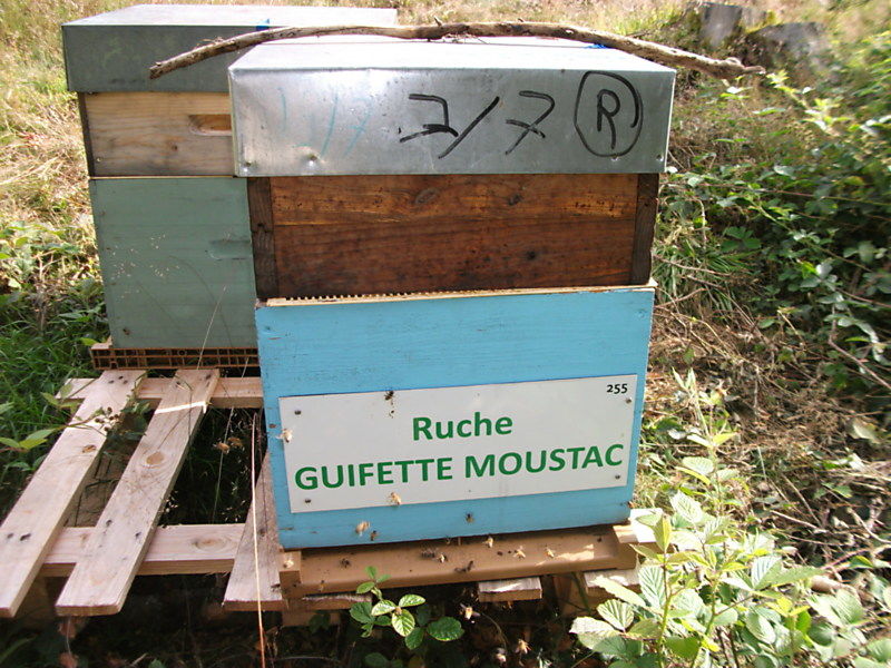 La ruche Guifette moustac