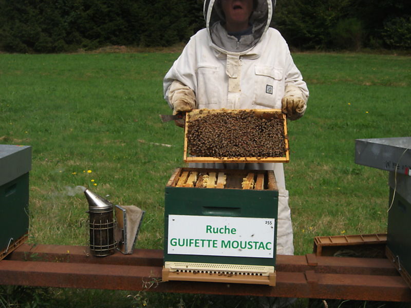 La ruche Guifette moustac