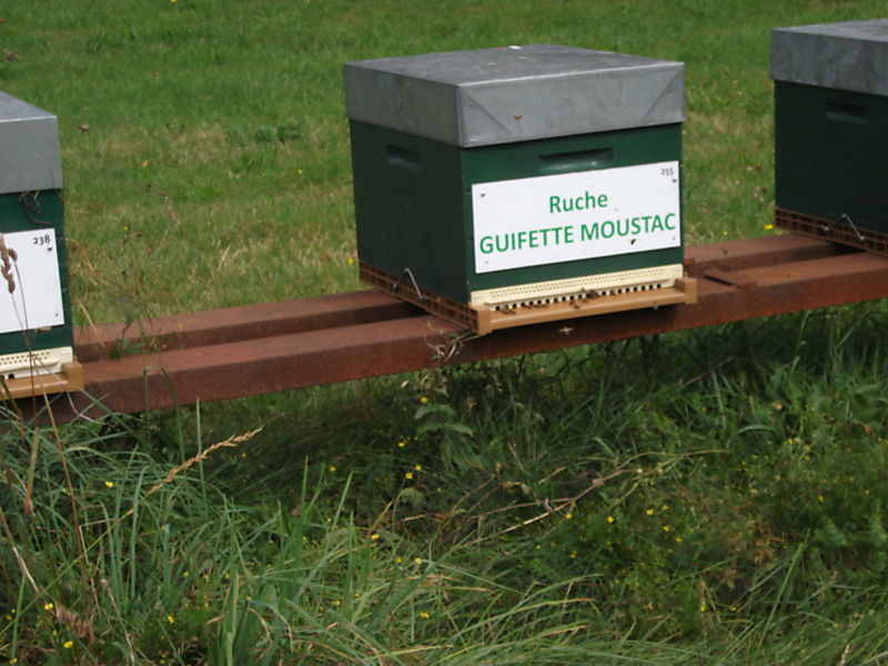 La ruche Guifette moustac