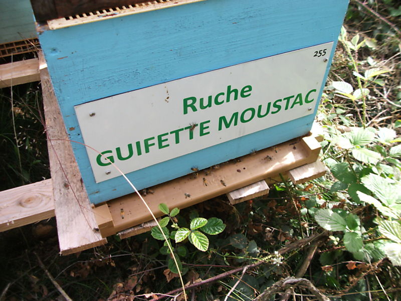 La ruche Guifette moustac