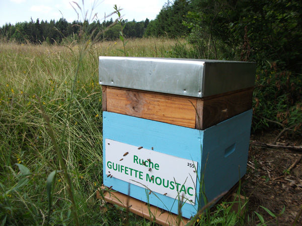 La ruche Guifette moustac