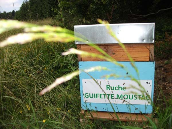 La ruche Guifette moustac