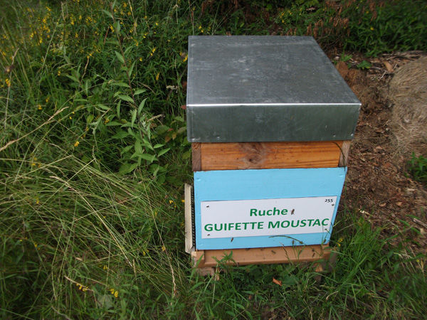 La ruche Guifette moustac