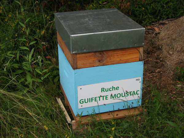 La ruche Guifette moustac