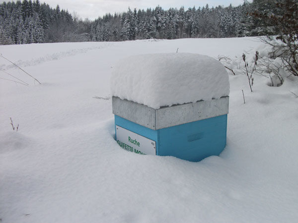 La ruche Guifette moustac