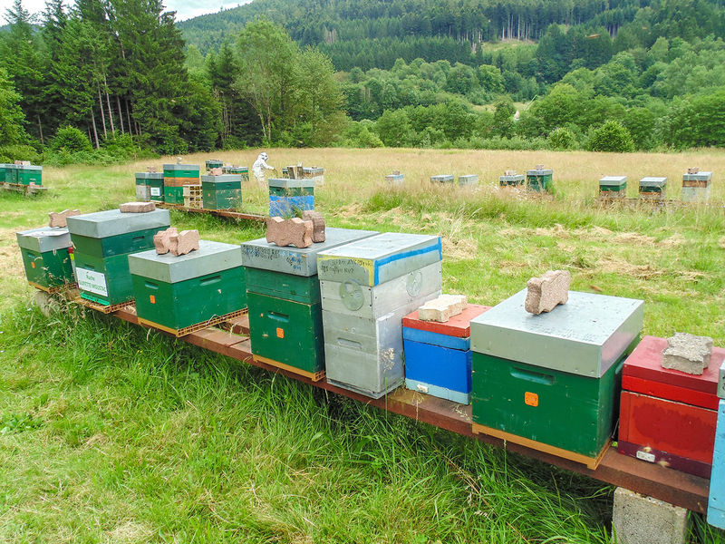 La ruche Guifette moustac