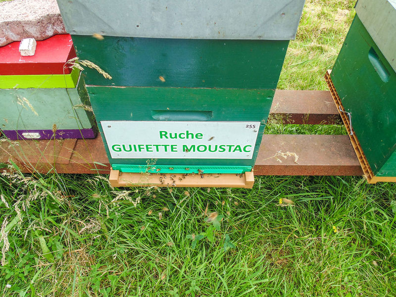 La ruche Guifette moustac