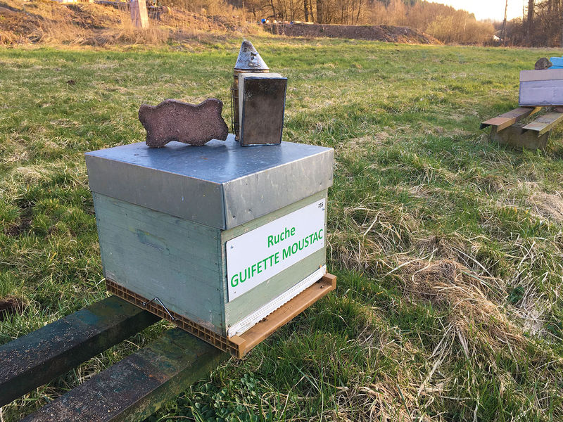 La ruche Guifette moustac