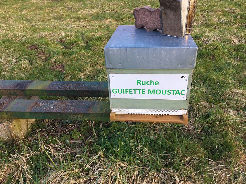 La ruche Guifette moustac