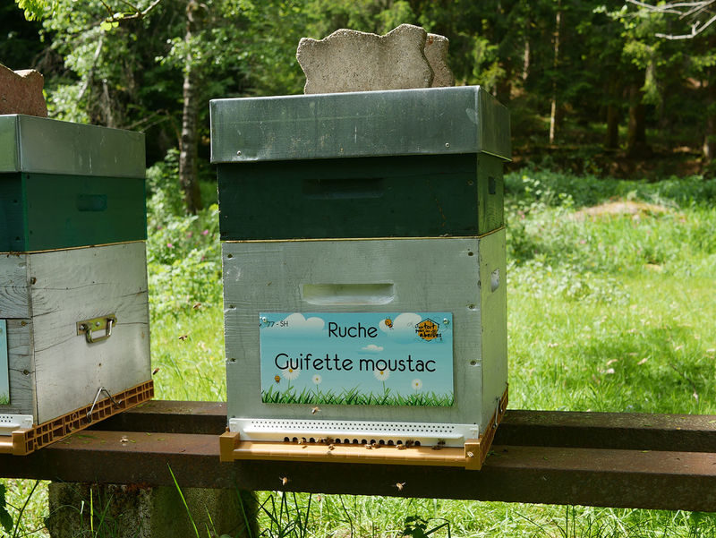 La ruche Guifette moustac