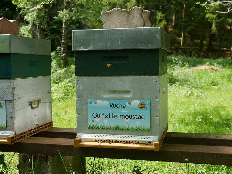 La ruche Guifette moustac
