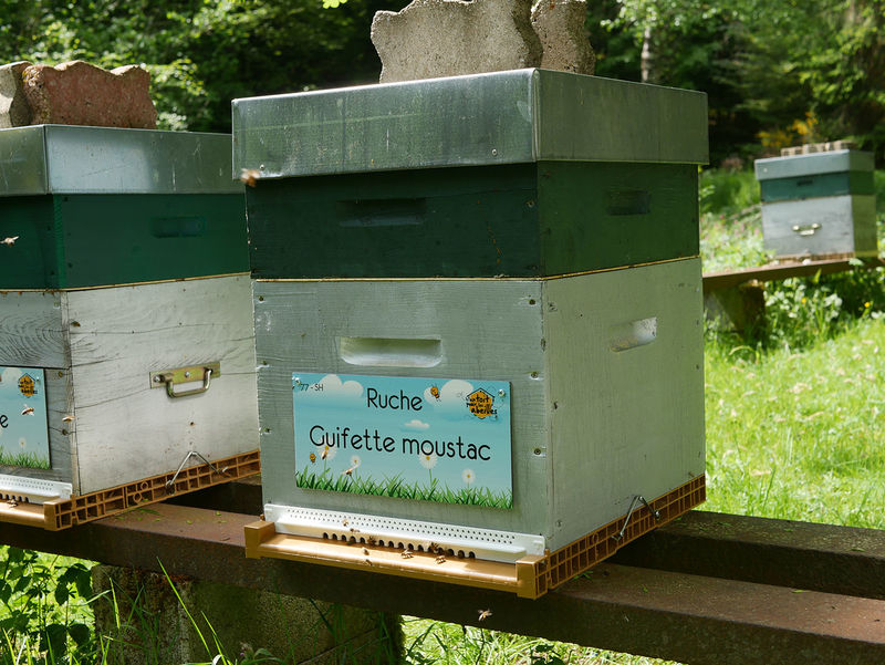 La ruche Guifette moustac