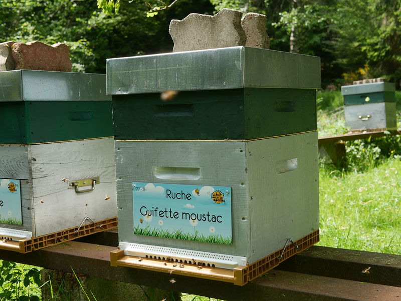 La ruche Guifette moustac