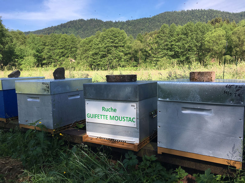 La ruche Guifette moustac