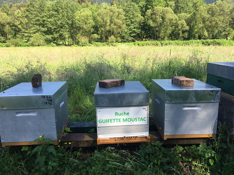 La ruche Guifette moustac