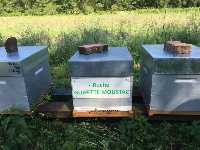 La ruche Guifette moustac