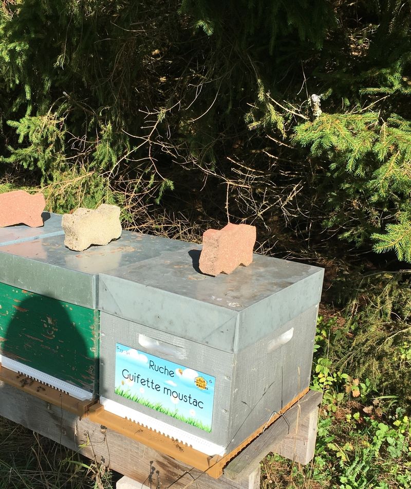 La ruche Guifette moustac
