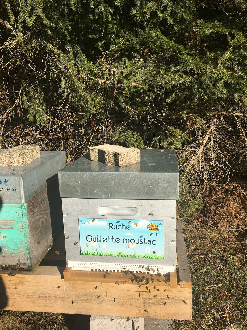 La ruche Guifette moustac