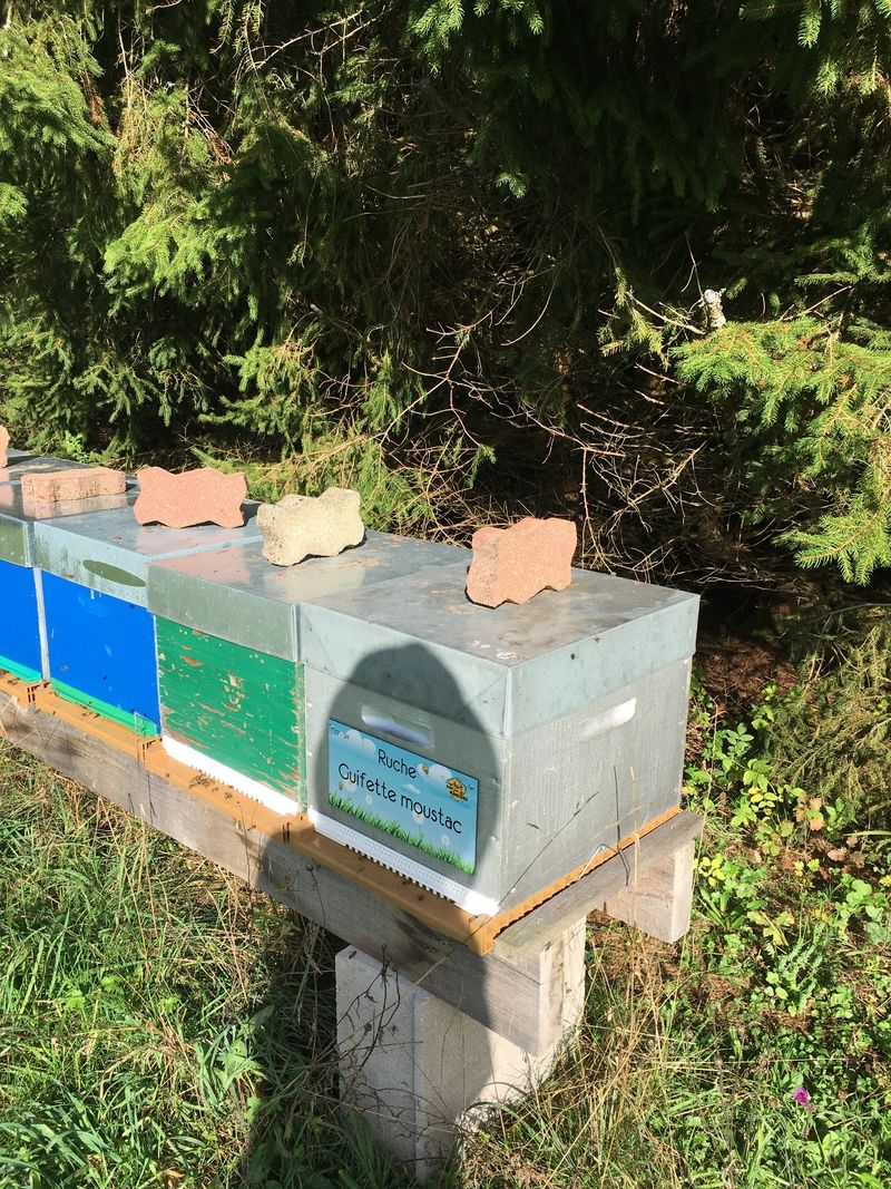 La ruche Guifette moustac
