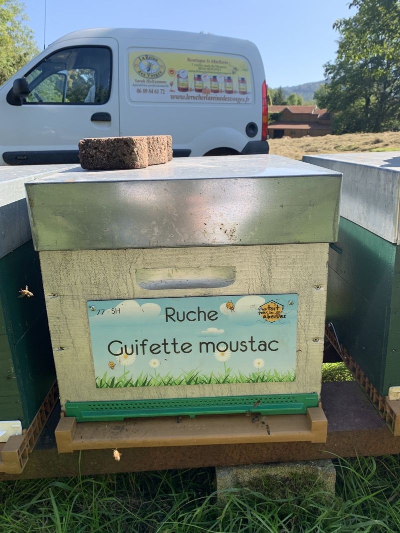 La ruche Guifette moustac