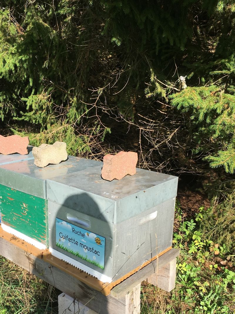 La ruche Guifette moustac