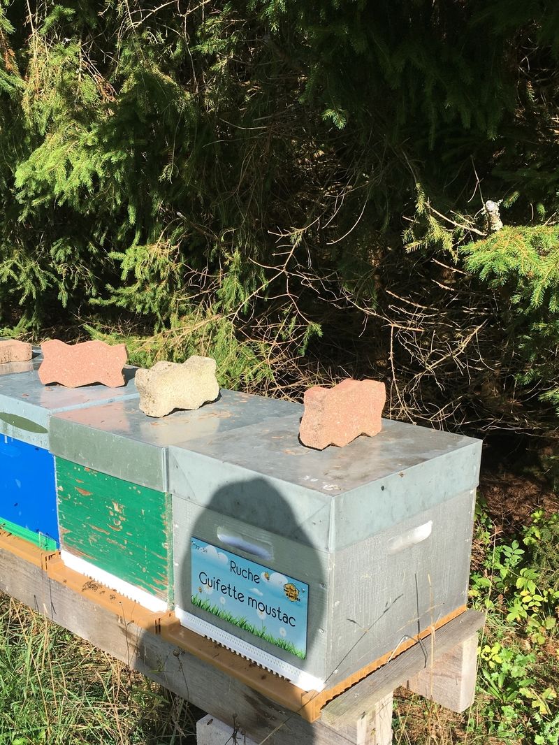 La ruche Guifette moustac