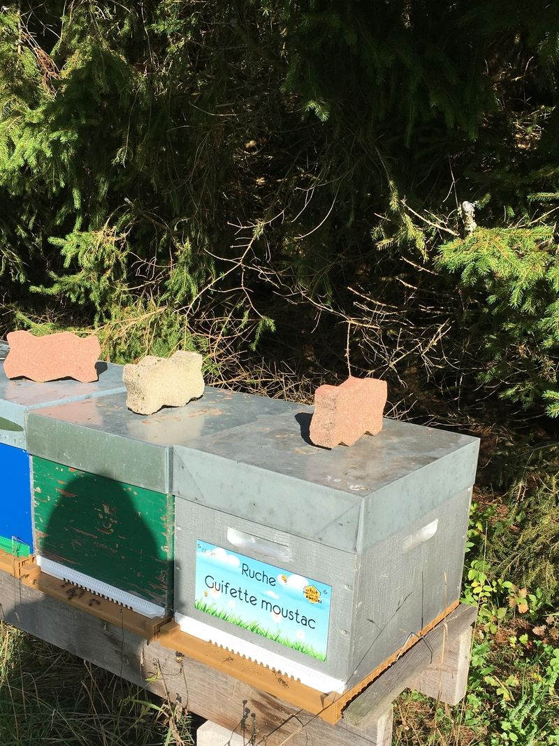 La ruche Guifette moustac