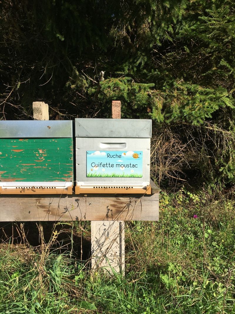 La ruche Guifette moustac