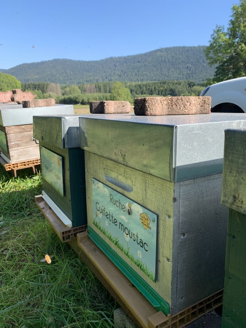 La ruche Guifette moustac