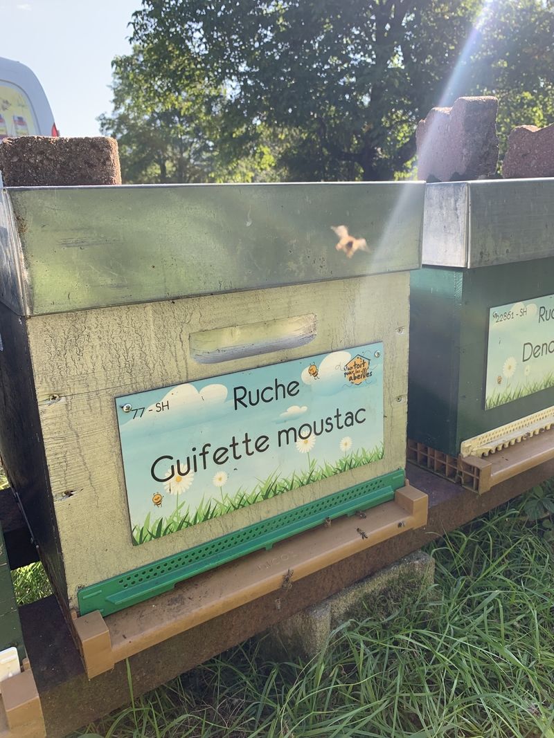 La ruche Guifette moustac