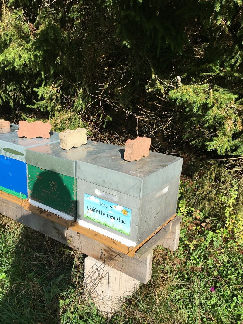 La ruche Guifette moustac