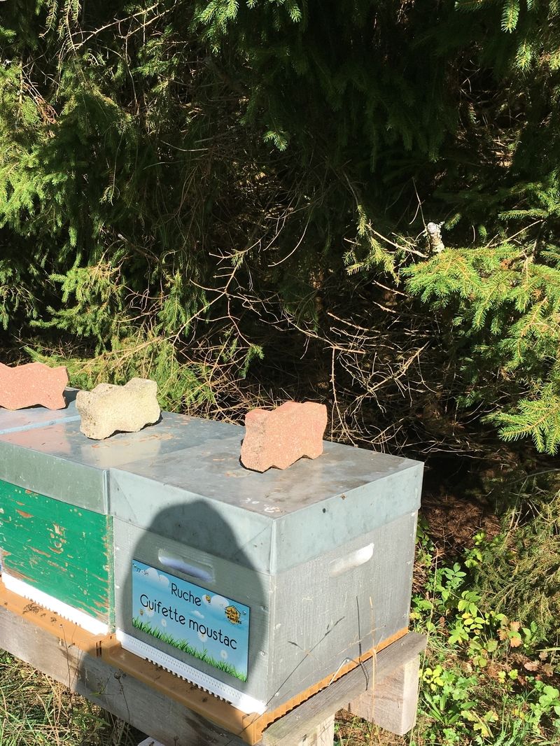 La ruche Guifette moustac