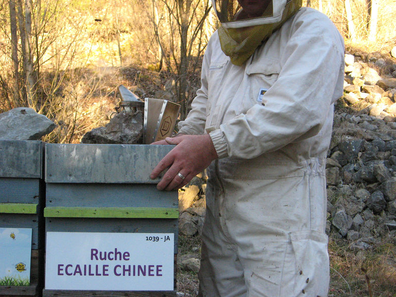 La ruche Ecaille chinee