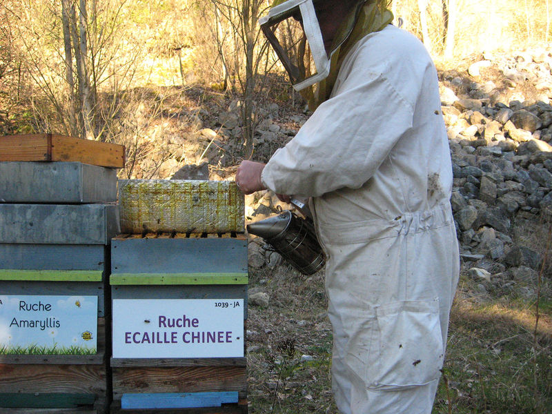 La ruche Ecaille chinee