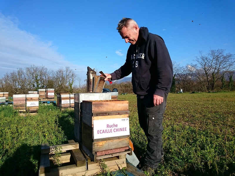 La ruche Ecaille chinee