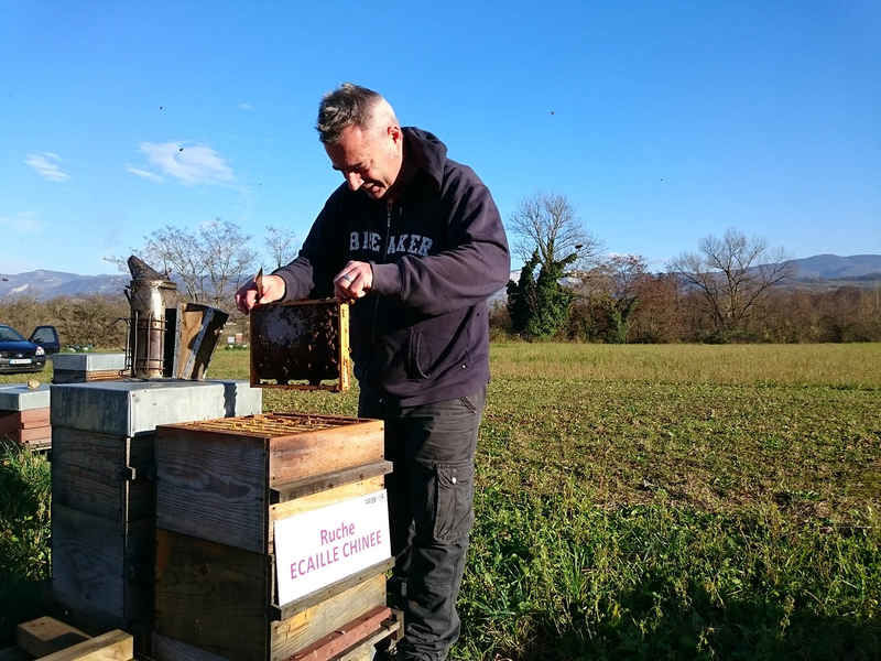 La ruche Ecaille chinee