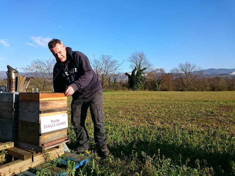 La ruche Ecaille chinee