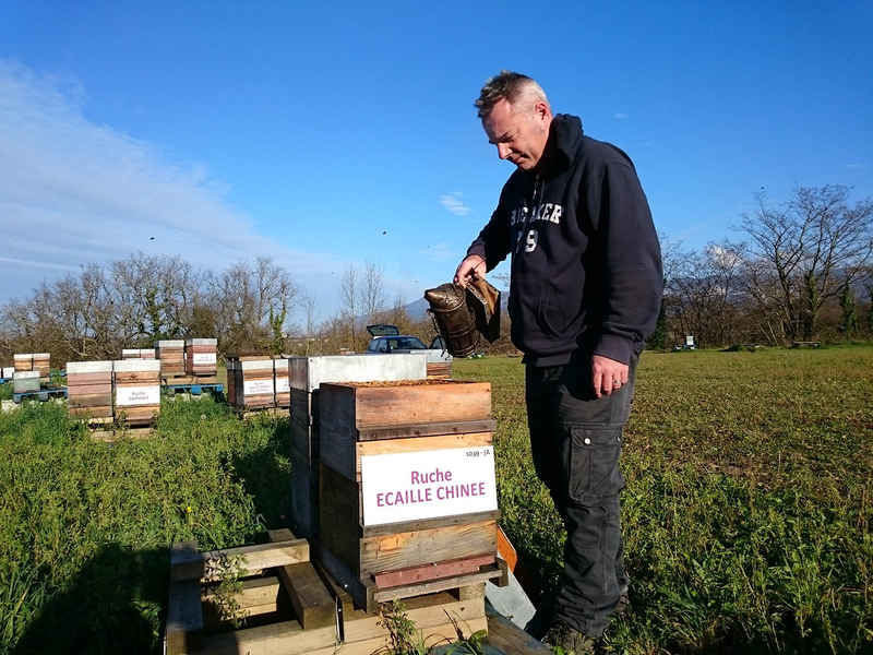 La ruche Ecaille chinee