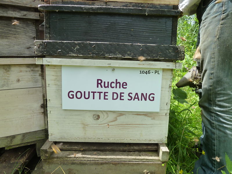 La ruche