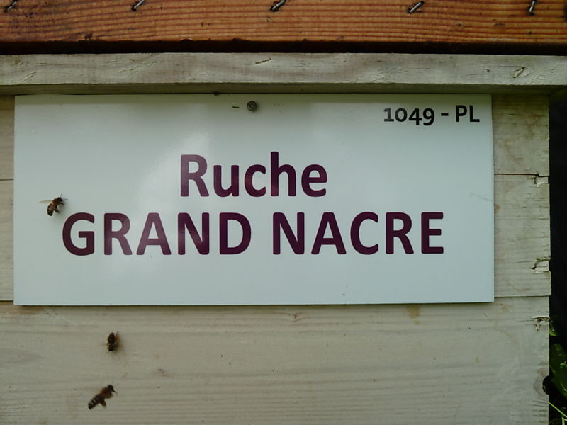 La ruche Grand nacre