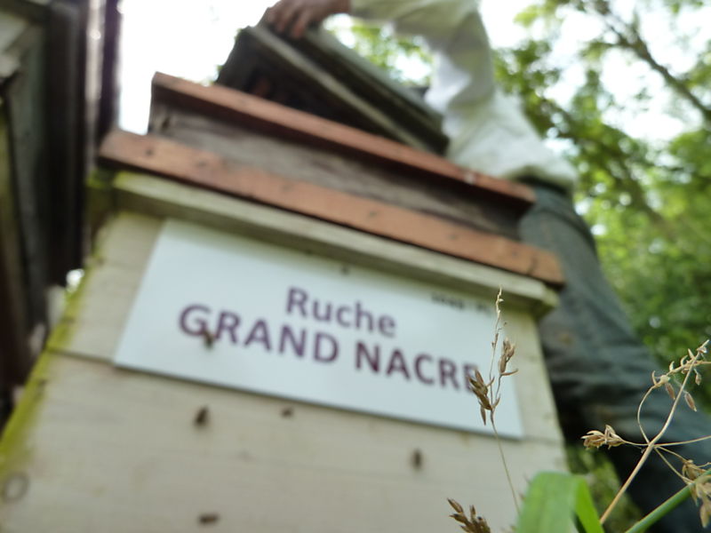 La ruche Grand nacre